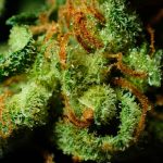 Jakie właściwości ma marihuana medyczna i do jakich celów jest stosowana?