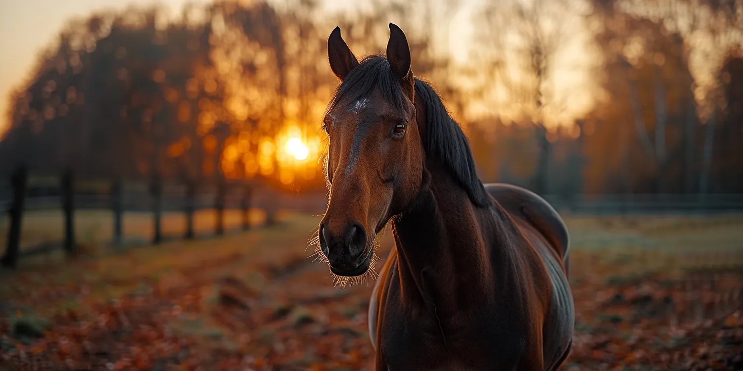 Jak otworzyć krematorium dla kotów?