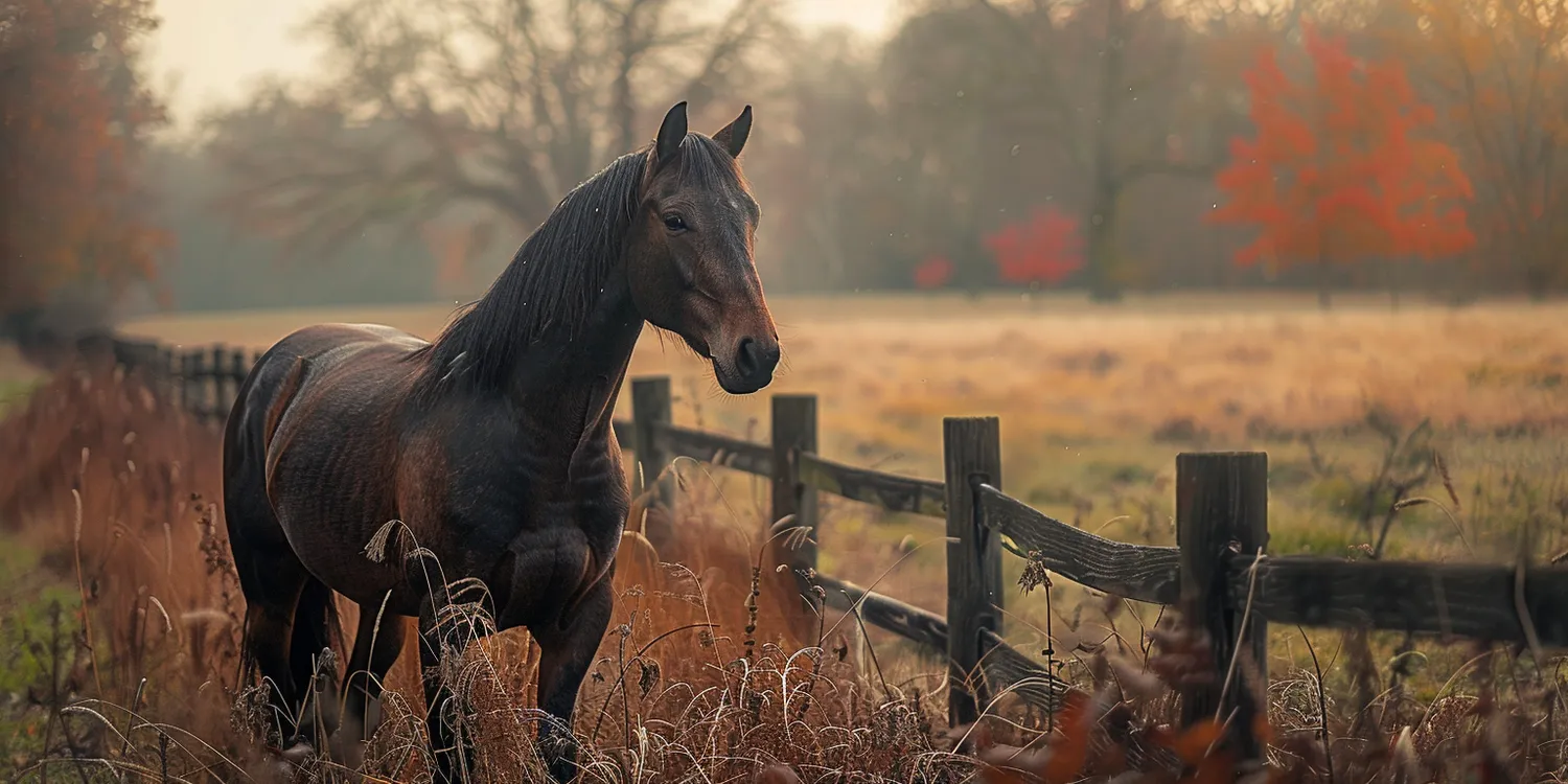 Indywidualna kremacja zwierzaka